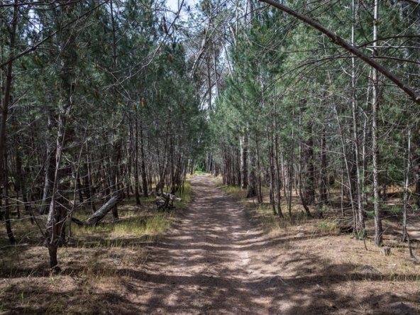 041 Winery Road Forest AS 2021