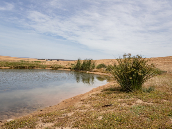 De Hoop AS 2022_082