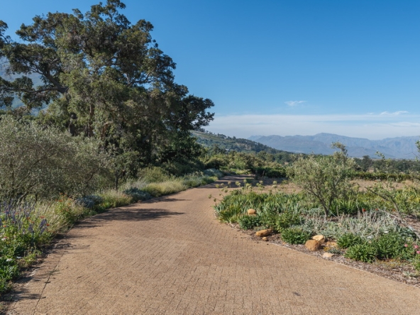 090 Corymbia AS 2025