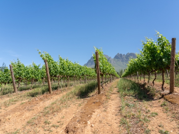 086 Lourensford Backlot AS 2023