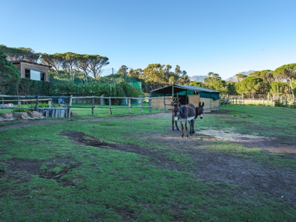 Whispering Pines AS- 070