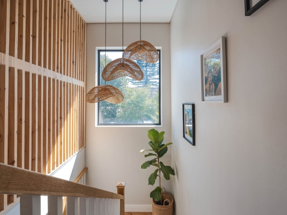 Ficus AS 2024-45