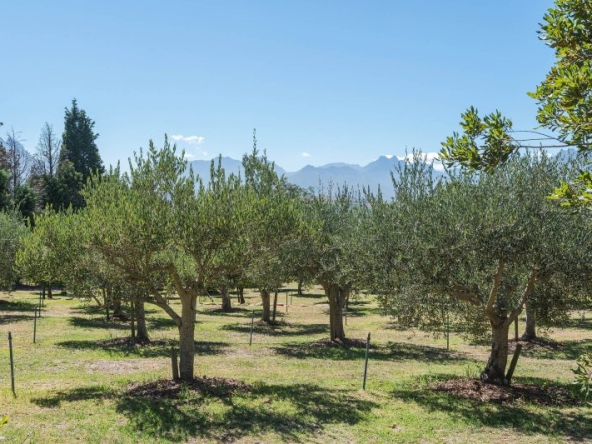 Monticello Farm AS 2025- 050
