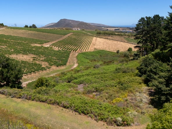005-2025 AS Moyas Vineyard