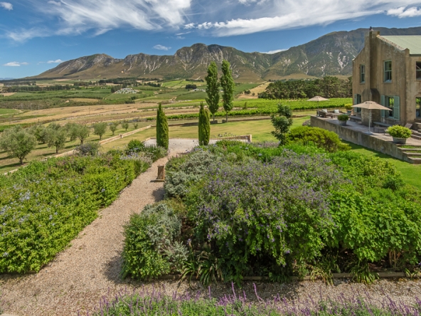 027-2025 AS Moyas Vineyard