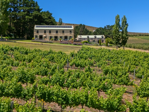 093-2025 AS Moyas Vineyard