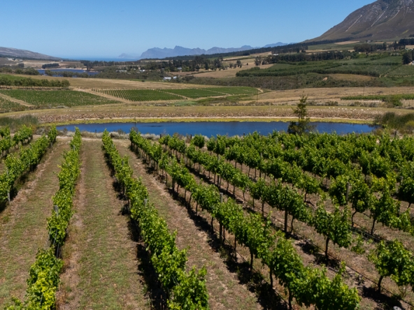 094-2025 AS Moyas Vineyard