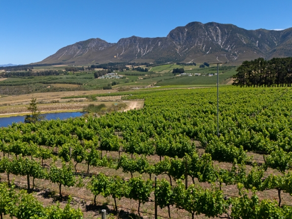 095-2025 AS Moyas Vineyard