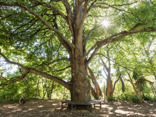 003-2026 Serenity Gardens Tree