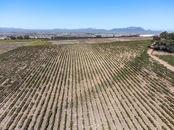131-2026 AS Bluegum Grove