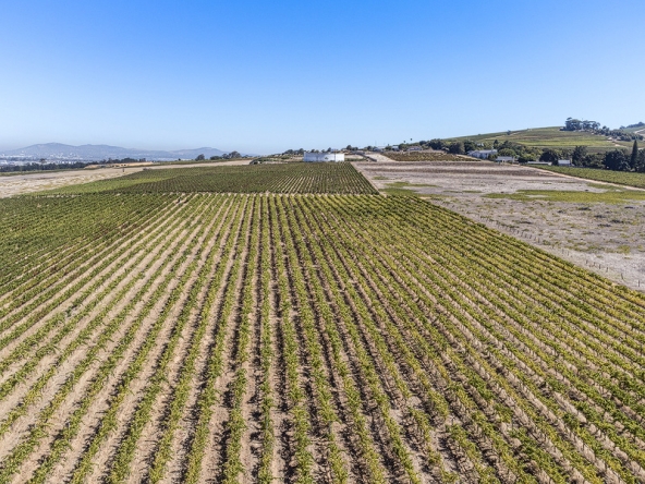142-2026 AS Bluegum Grove