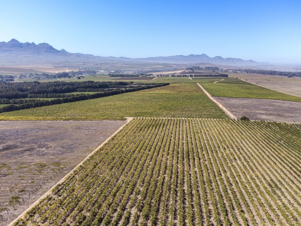143-2026 AS Bluegum Grove