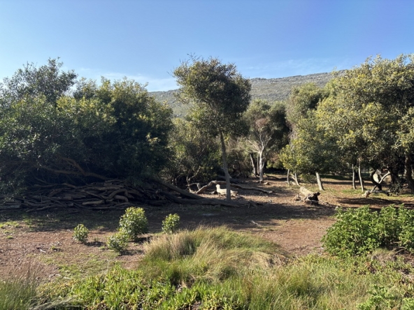 090 Cape Point Farm Stall AS 2026